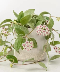 Hoya Nummularioides Live Plant – Wax Flower Vine – 4 Inch Pot – Indoor Trailing Houseplant - Image 1