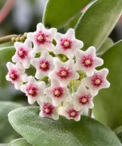 Hoya Nummularioides Live Plant – Wax Flower Vine – 4 Inch Pot – Indoor Trailing Houseplant - Image 3