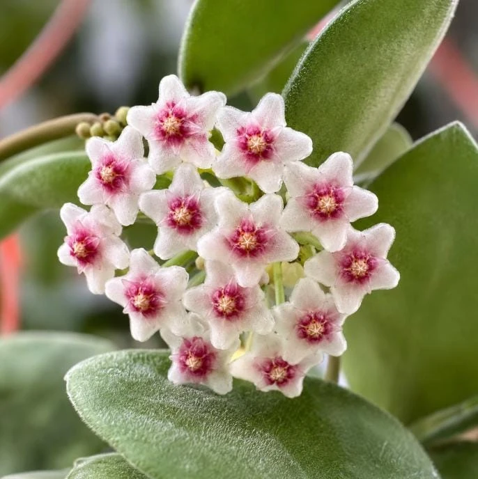Hoya Nummularioides Live Plant – Wax Flower Vine – 4 Inch Pot – Indoor Trailing Houseplant - Image 3