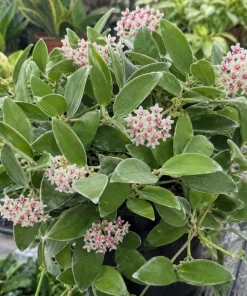 Hoya Nummularioides Live Plant – Wax Flower Vine – 4 Inch Pot – Indoor Trailing Houseplant - Image 4
