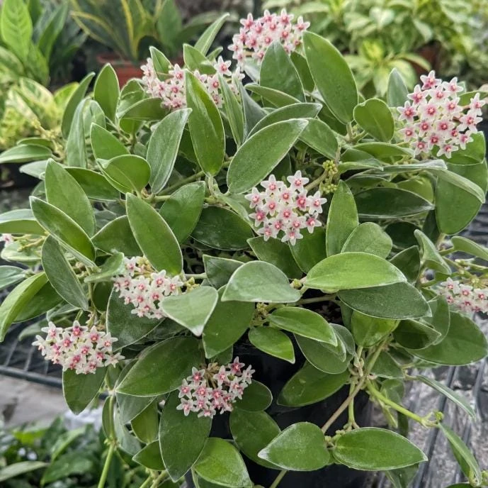 Hoya Nummularioides Live Plant – Wax Flower Vine – 4 Inch Pot – Indoor Trailing Houseplant - Image 4