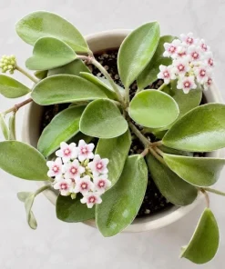 Hoya Nummularioides Live Plant – Wax Flower Vine – 4 Inch Pot – Indoor Trailing Houseplant - Image 5