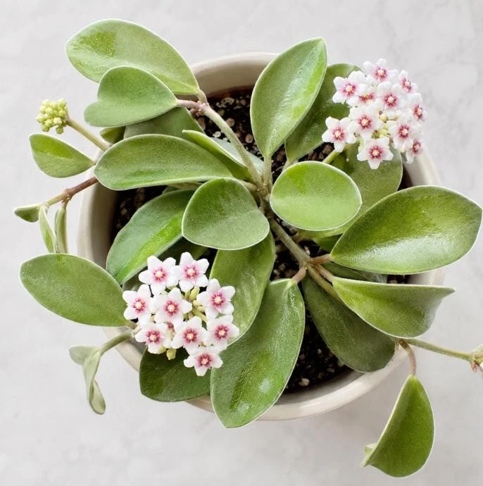 Hoya Nummularioides Live Plant – Wax Flower Vine – 4 Inch Pot – Indoor Trailing Houseplant - Image 5