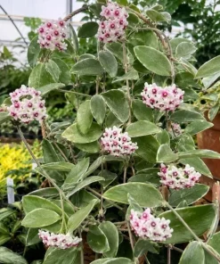 Hoya Nummularioides Live Plant – Wax Flower Vine – 4 Inch Pot – Indoor Trailing Houseplant - Image 7