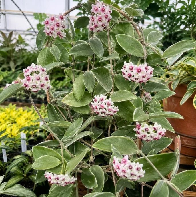 Hoya Nummularioides Live Plant – Wax Flower Vine – 4 Inch Pot – Indoor Trailing Houseplant - Image 7