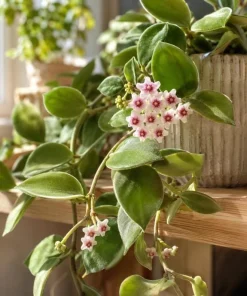 Hoya Nummularioides Live Plant – Wax Flower Vine – 4 Inch Pot – Indoor Trailing Houseplant - Image 8