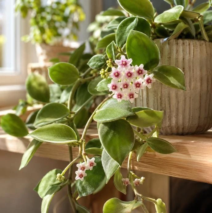 Hoya Nummularioides Live Plant – Wax Flower Vine – 4 Inch Pot – Indoor Trailing Houseplant - Image 8