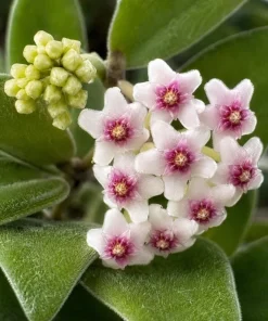 Hoya Nummularioides Live Plant – Wax Flower Vine – 4 Inch Pot – Indoor Trailing Houseplant - Image 9