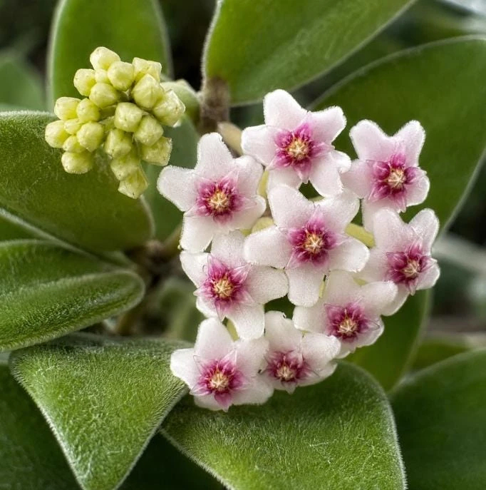 Hoya Nummularioides Live Plant – Wax Flower Vine – 4 Inch Pot – Indoor Trailing Houseplant - Image 9