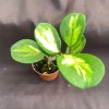 Hoya Obovata 'Picta' Variegated Hoya Live Plant - Rooted in 2.5" Pot, Easy Care - Image 1