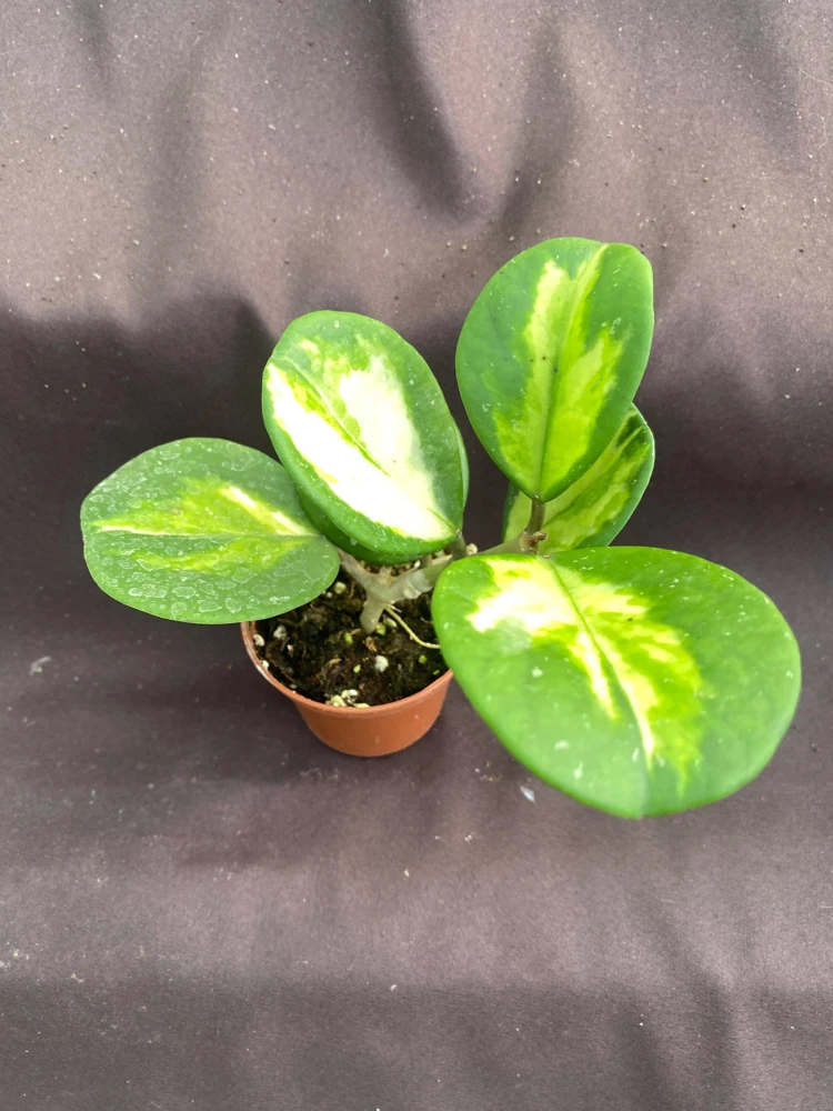 Hoya Obovata 'Picta' Variegated Hoya Live Plant - Rooted in 2.5" Pot, Easy Care - Image 1