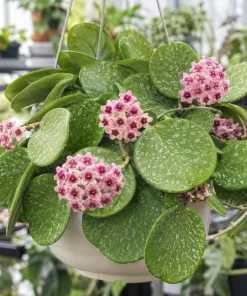 Hoya Obovata Splash Live Plant – Silver Wax Plant – 4 Inch Pot – Indoor Trailing Houseplant - Image 2