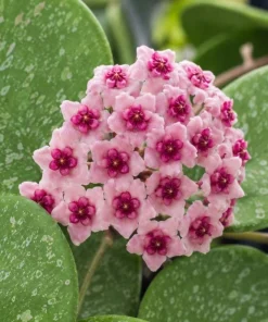 Hoya Obovata Splash Live Plant – Silver Wax Plant – 4 Inch Pot – Indoor Trailing Houseplant - Image 3