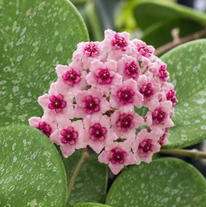 Hoya Obovata Splash Live Plant – Silver Wax Plant – 4 Inch Pot – Indoor Trailing Houseplant - Image 3