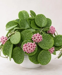 Hoya Obovata Splash Live Plant – Silver Wax Plant – 4 Inch Pot – Indoor Trailing Houseplant - Image 4