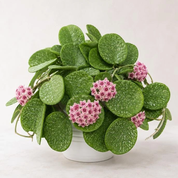 Hoya Obovata Splash Live Plant – Silver Wax Plant – 4 Inch Pot – Indoor Trailing Houseplant - Image 4