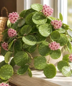 Hoya Obovata Splash Live Plant – Silver Wax Plant – 4 Inch Pot – Indoor Trailing Houseplant - Image 5