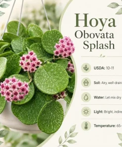 Hoya Obovata Splash Live Plant – Silver Wax Plant – 4 Inch Pot – Indoor Trailing Houseplant - Image 6