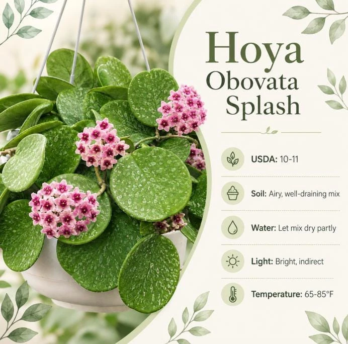 Hoya Obovata Splash Live Plant – Silver Wax Plant – 4 Inch Pot – Indoor Trailing Houseplant - Image 6