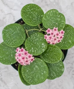 Hoya Obovata Splash Live Plant – Silver Wax Plant – 4 Inch Pot – Indoor Trailing Houseplant - Image 7