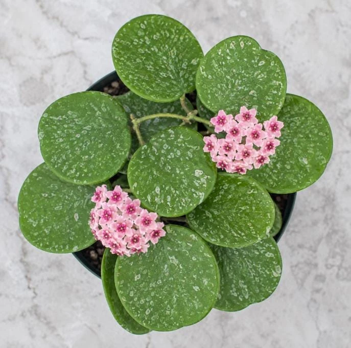 Hoya Obovata Splash Live Plant – Silver Wax Plant – 4 Inch Pot – Indoor Trailing Houseplant - Image 7