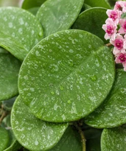 Hoya Obovata Splash Live Plant – Silver Wax Plant – 4 Inch Pot – Indoor Trailing Houseplant - Image 8