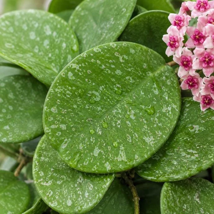 Hoya Obovata Splash Live Plant – Silver Wax Plant – 4 Inch Pot – Indoor Trailing Houseplant - Image 8