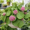 Hoya Obovata Splash Live Plant – Silver Wax Plant – 4 Inch Pot – Indoor Trailing Houseplant - Image 1