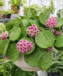 Hoya Obovata Splash Live Plant – Silver Wax Plant – 4 Inch Pot – Indoor Trailing Houseplant - Image 1