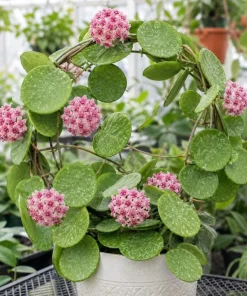 Hoya Obovata Splash Live Plant – Silver Wax Plant – 4 Inch Pot – Indoor Trailing Houseplant - Image 9