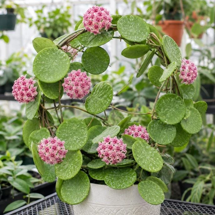 Hoya Obovata Splash Live Plant – Silver Wax Plant – 4 Inch Pot – Indoor Trailing Houseplant - Image 9