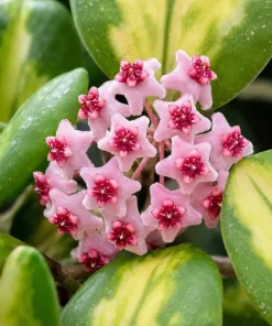 Hoya Obovata Variegated Live Plant - 4 Inch Pot, Indoor Trailing Wax Plant - Image 2