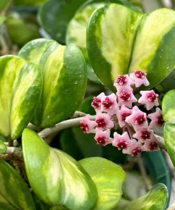 Hoya Obovata Variegated Live Plant - 4 Inch Pot, Indoor Trailing Wax Plant - Image 4