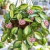 Hoya Obovata Variegated Live Plant - 4 Inch Pot, Indoor Trailing Wax Plant - Image 1