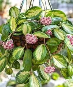 Hoya Obovata Variegated Live Plant - 4 Inch Pot, Indoor Trailing Wax Plant - Image 1