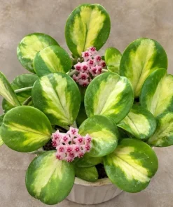 Hoya Obovata Variegated Live Plant - 4 Inch Pot, Indoor Trailing Wax Plant - Image 5