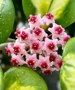 Hoya Obovata Variegated Live Plant - 4 Inch Pot, Indoor Trailing Wax Plant - Image 6
