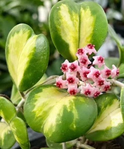 Hoya Obovata Variegated Live Plant - 4 Inch Pot, Indoor Trailing Wax Plant - Image 7