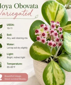 Hoya Obovata Variegated Live Plant - 4 Inch Pot, Indoor Trailing Wax Plant - Image 8