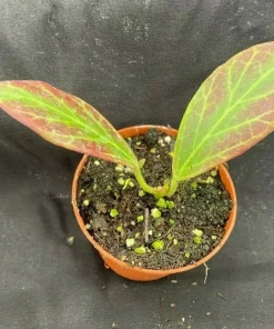 Hoya Obscura 'Major' Live Plant – Fragrant Indoor Hoya – 2.5