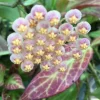 Hoya Obscura 'Major' Live Plant – Fragrant Indoor Hoya – 2.5" Pot - Image 1