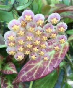 Hoya Obscura 'Major' Live Plant – Fragrant Indoor Hoya – 2.5