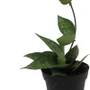 Hoya Parasitica 'Black Margin' Live Plant – 4 inch Pot – Indoor - Image 1