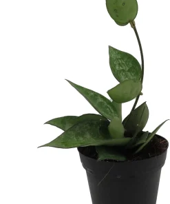 Hoya Parasitica 'Black Margin' Live Plant – 4 inch Pot – Indoor - Image 1