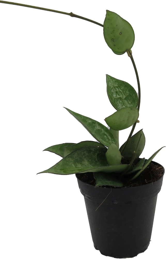Hoya Parasitica 'Black Margin' Live Plant – 4 inch Pot – Indoor - Image 1