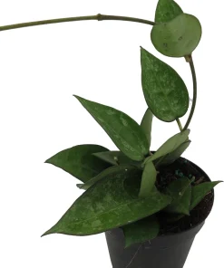 Hoya Parasitica 'Black Margin' Live Plant – 4 inch Pot – Indoor - Image 2