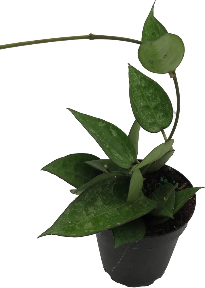 Hoya Parasitica 'Black Margin' Live Plant – 4 inch Pot – Indoor - Image 2