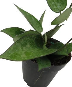 Hoya Parasitica 'Black Margin' Live Plant – 4 inch Pot – Indoor - Image 3