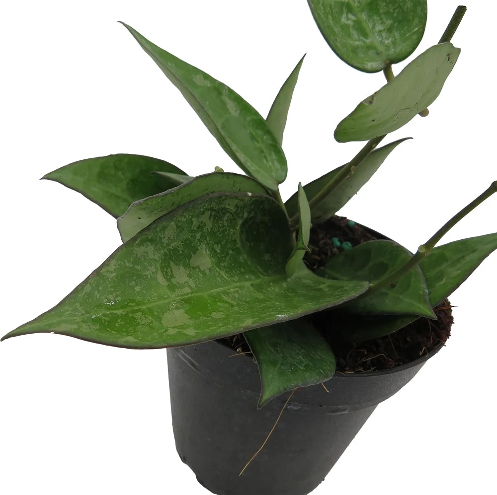 Hoya Parasitica 'Black Margin' Live Plant – 4 inch Pot – Indoor - Image 3