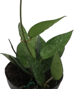 Hoya Parasitica 'Black Margin' Live Plant – 4 inch Pot – Indoor - Image 4